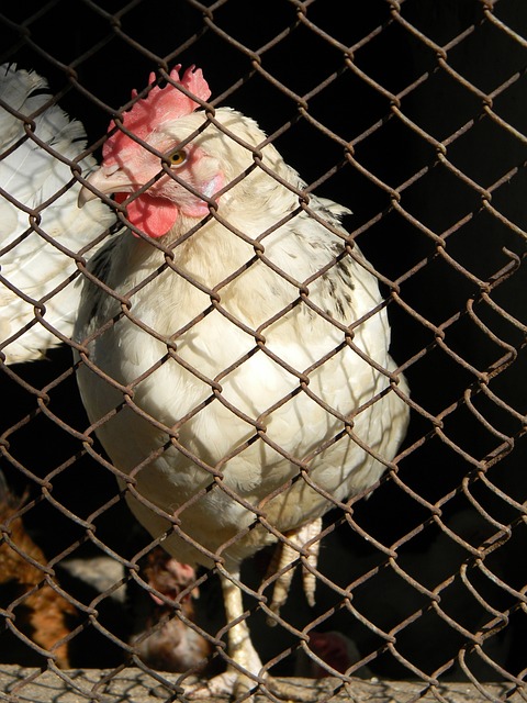 优势使得 优势使得